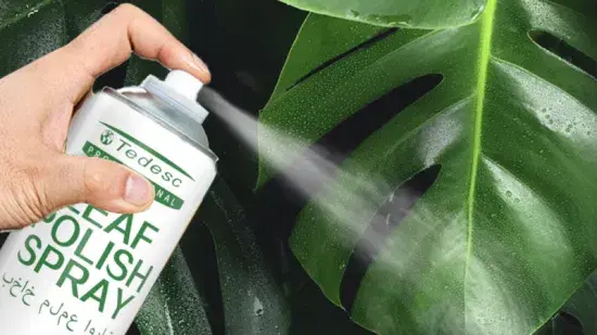 Natural Plant Cleaners & Leaf Shiners